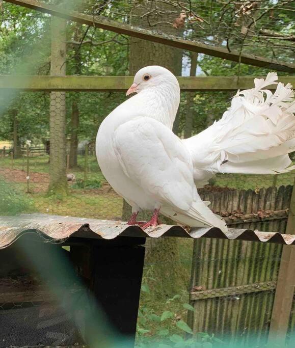 Maisonnette En Clairiere De Foret Gambais ภายนอก รูปภาพ