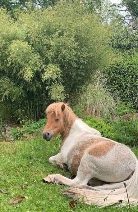 Maisonnette En Clairiere De Foret Gambais ภายนอก รูปภาพ